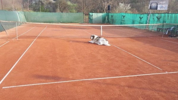 Árpitenisz Baráti Kör